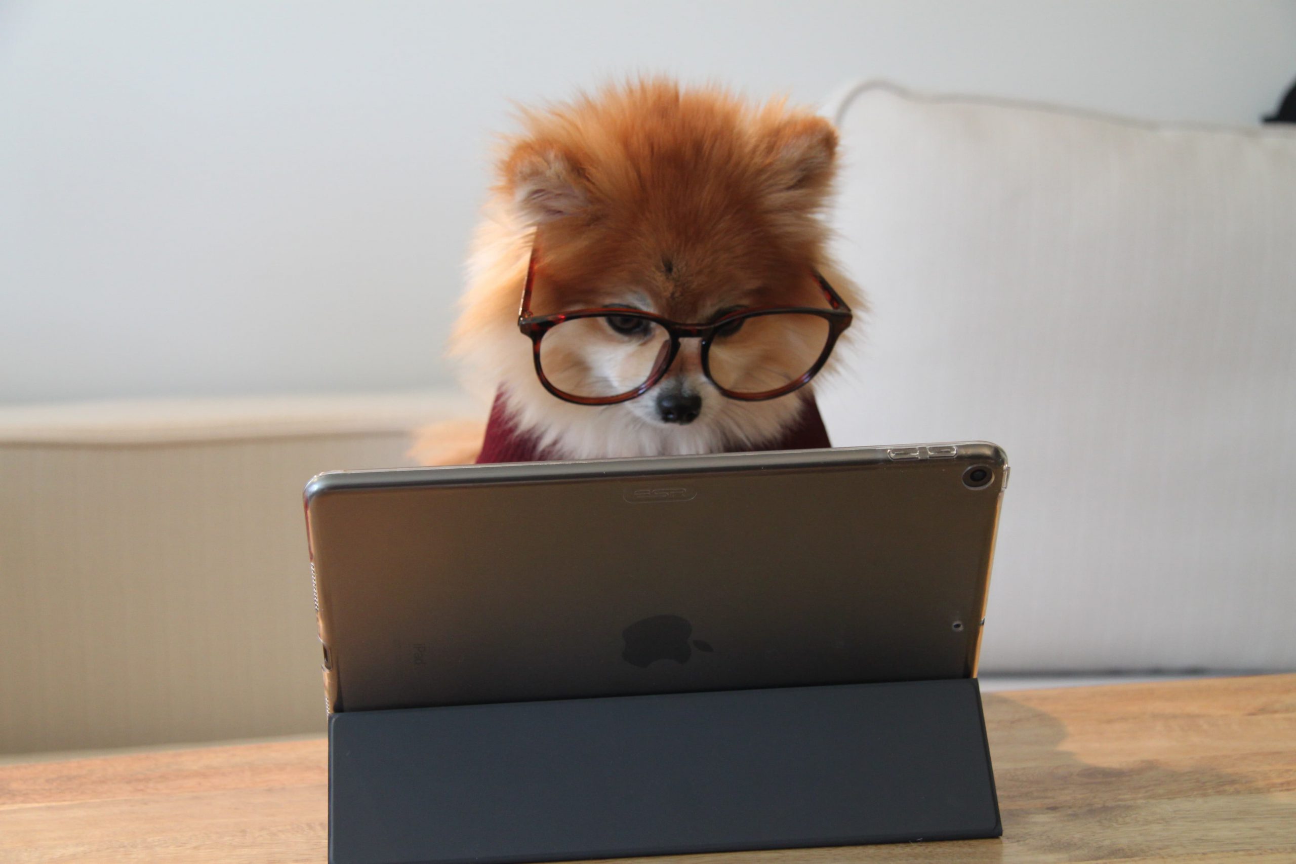 Dog reading a blog post from a tablet